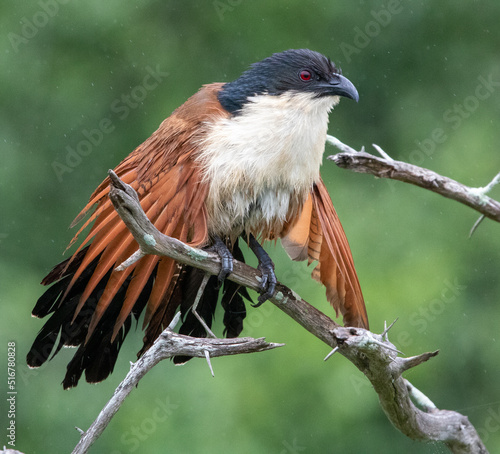 Quadro su tela Burchell's Coucal