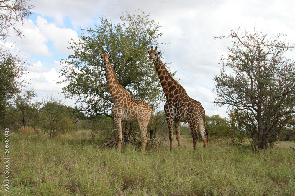 Obraz premium Giraffe / Giraffe / Giraffa Camelopardalis