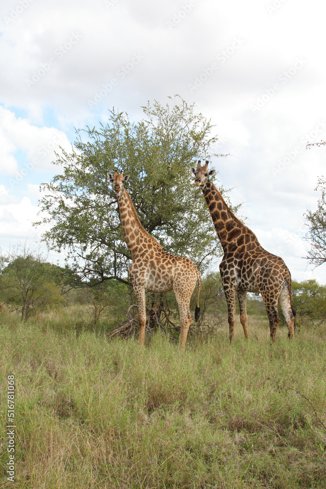 Giraffe / Giraffe / Giraffa Camelopardalis Giraffe / Giraffe / Giraffa Camelopardalis