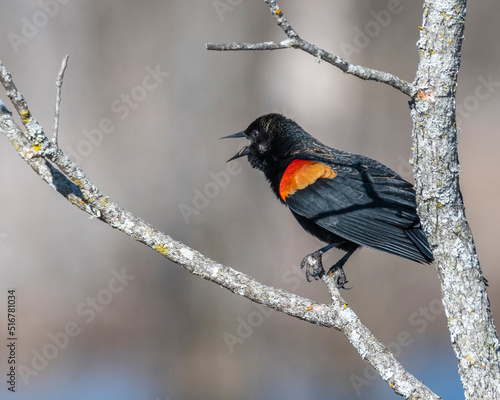 Red-winged black bird perched on a limb