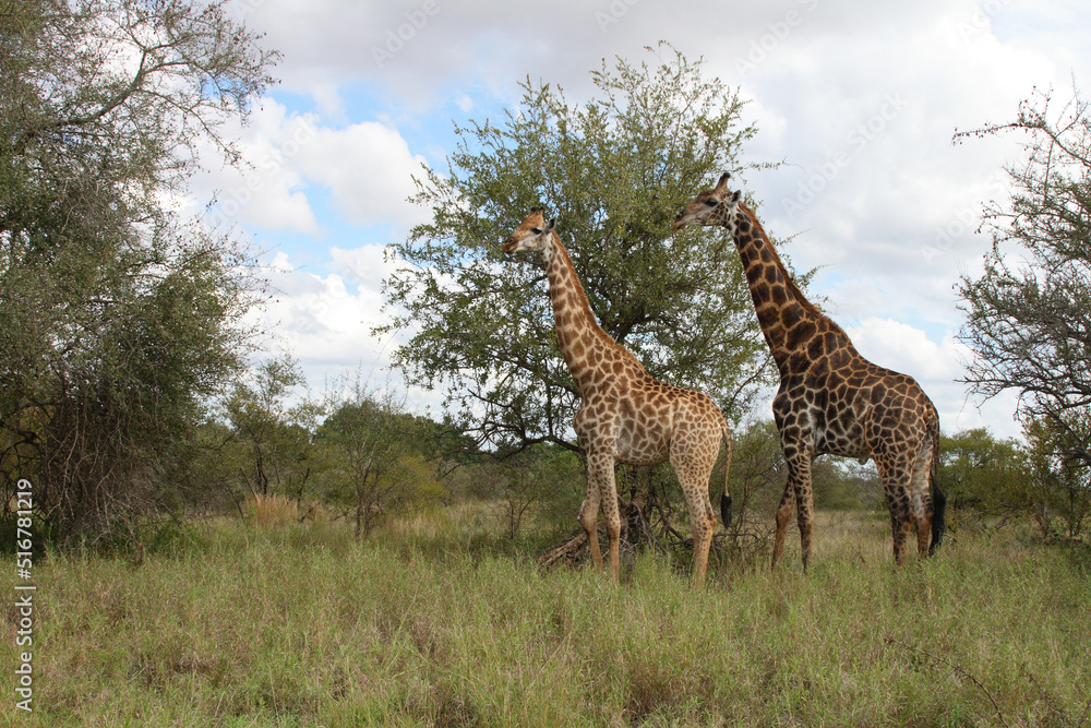 Obraz premium Giraffe / Giraffe / Giraffa Camelopardalis