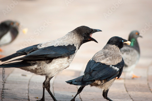 Canvas Print crows in the park
