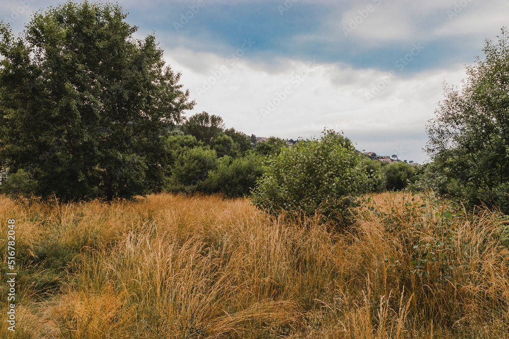 Obraz premium An empty rural path through a field with dry grass. The road through the field on a sunny summer day. Beautiful rural landscape under a dark cloudy sky. Summer landscape.