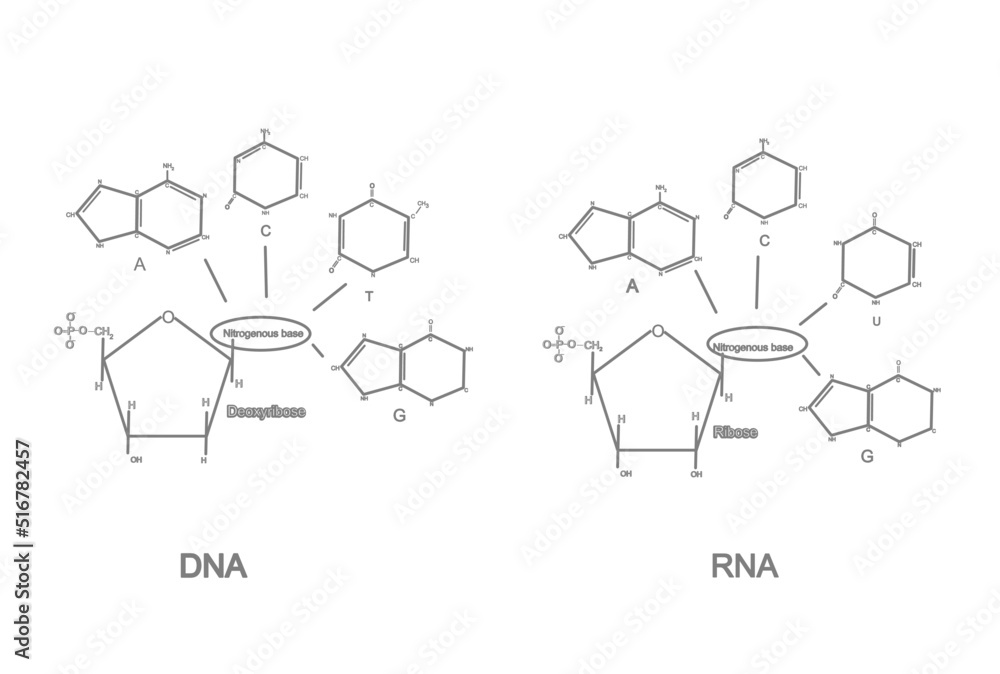 The chemical structure of Deoxyribonucleotide (DNA) and ribonucleotide (RNA) that including