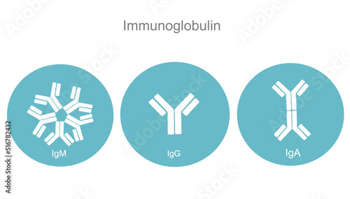 The immunoglobulin (Antibody) isotypes: IgM, IgG and IgA in concept of blue and white icon photo