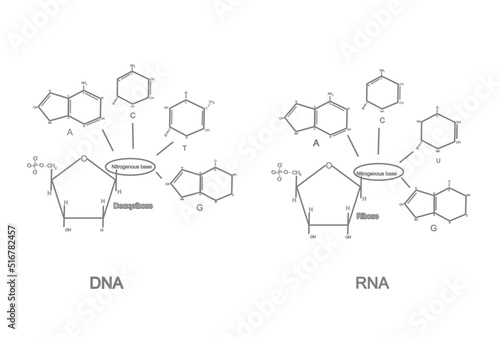 The chemical structure of Deoxyribonucleotide (DNA) and ribonucleotide (RNA) that including ribose or Deoxyribose sugar, Phosphoryl group and nitrogenous base (A T C G U) photo