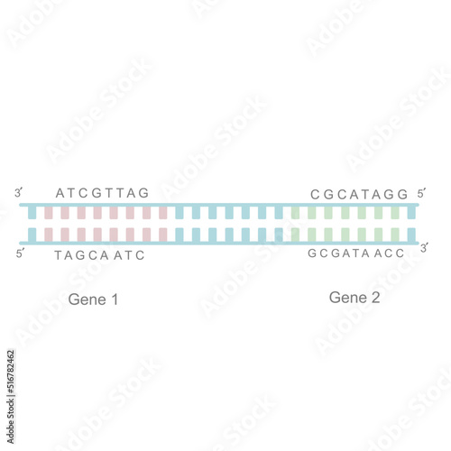 The different Gene and DNA sequence on the genome to transcribe different molecules