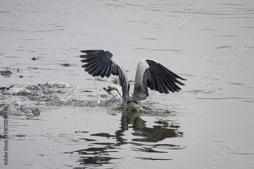 Heron catches a fish © Zacarias da Mata