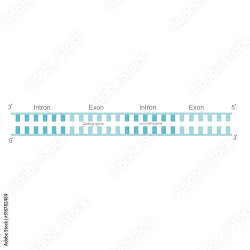 The picture of DNA strand or premature RNA before post-transcription modification: splicing that including Exon (coding region) and Intron (non-coding region)