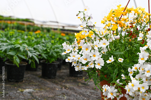 Blooming flower in hanging pot on the foreground. Concept of producing flowers in a greenhouse