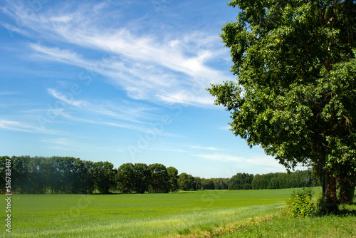 A beautiful tree on the edge of the field. Summer landscape