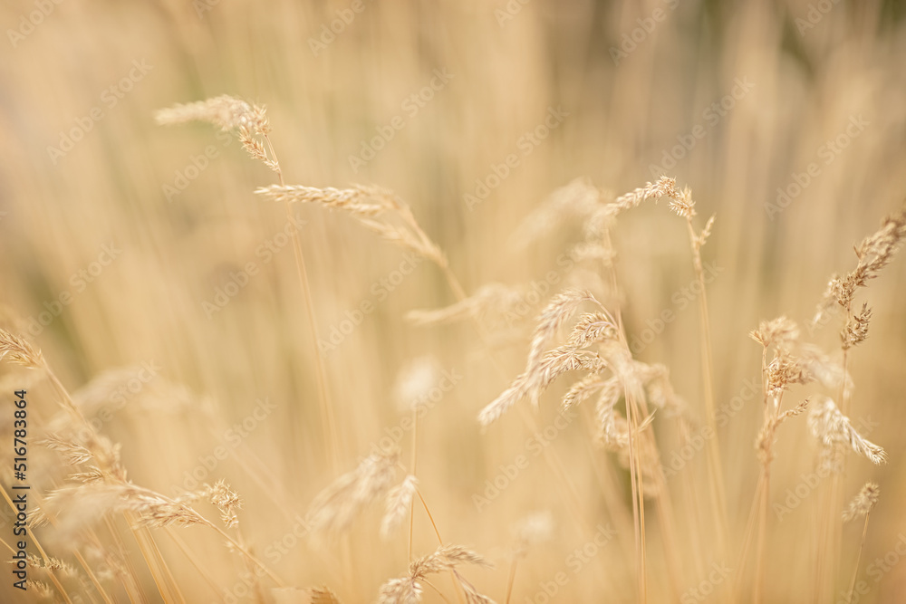 Fototapeta premium Gräser