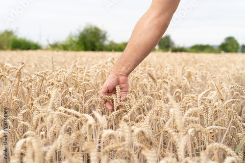 Mature man touching the ripe wheat ears in a field
