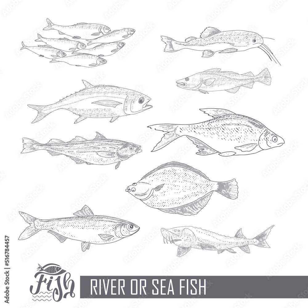 Fototapeta premium A set of river and sea fishing. Collection of fish in engraving style, isolated on a white background