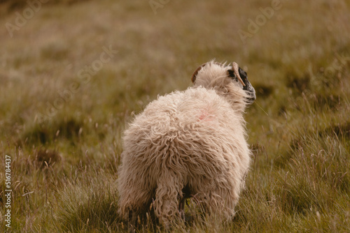 The sheep graze in the hills