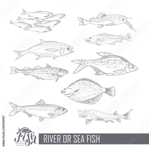 A set of river and sea fishing. Collection of fish in engraving style, isolated on a white background