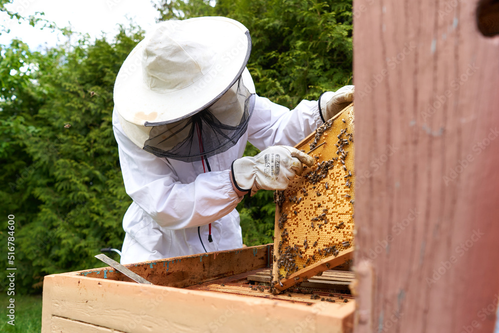Man in protective suit taking honey from a panel of an artificial bee hive Man in protective suit taking honey from a panel of an artificial bee hive
