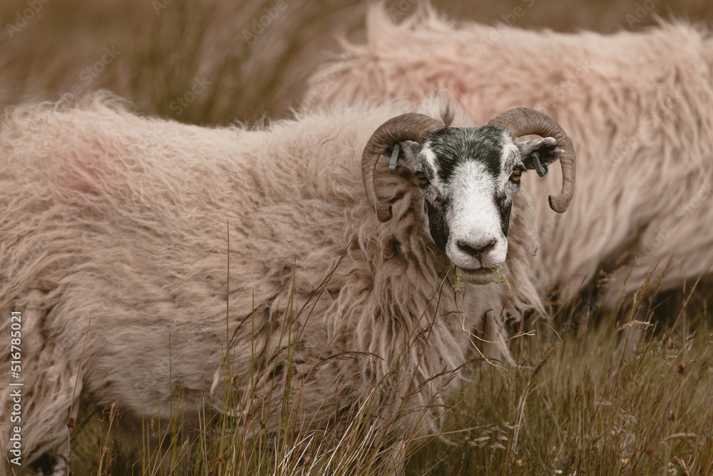 Obraz premium The sheep graze in the hills