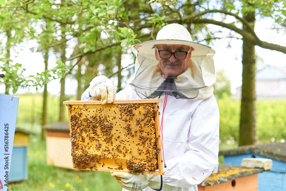 Beekeeper holding a panel of an artificial bee hive Beekeeper holding a panel of an artificial bee hive