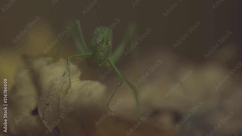 Green Grasshopper Sitting On Leaf. Close-up Green Grasshopper Sitting On Leaf. Close-up
