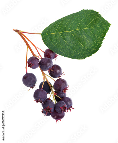 Fotografie Saskatoon berries isolated on white background