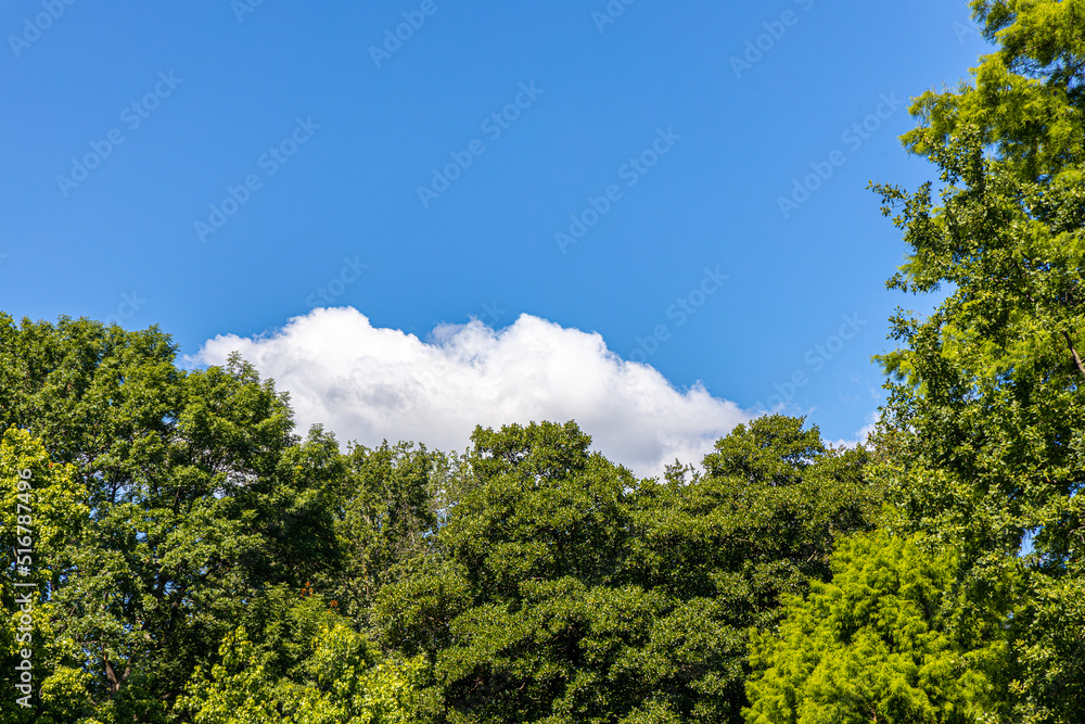 sky with cloud above trees