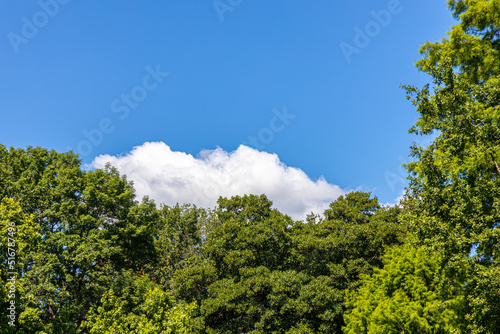 sky with cloud above trees