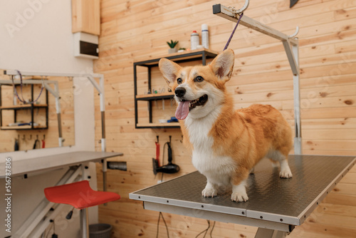 Beautiful Welsh Corgi Pembroke Dog on the grooming table waiting a haircut from professional groomer