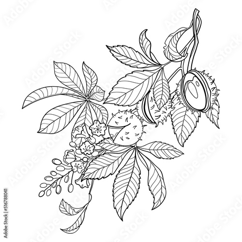 Bunch of outline Buckeye or Horse chestnut flower, fruits and leaf in black isolated on white background.  photo