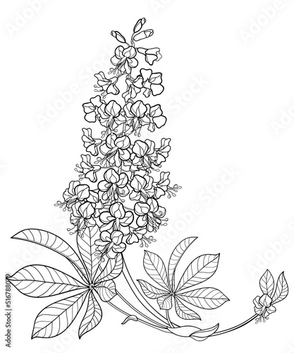 Corner bunch of outline Buckeye or Horse chestnut flower with leaf in black isolated on white background. 