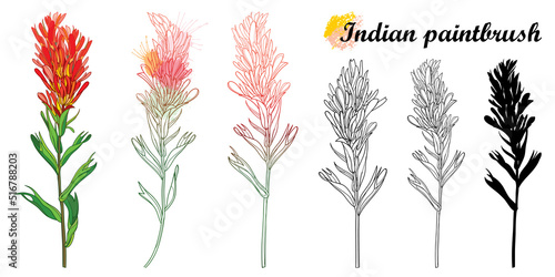 Set of outline Castilleja or Indian paintbrush flower, bud and leaves isolated on white background.