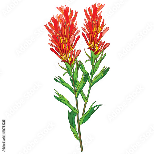 Fotografie, Obraz Outline Castilleja or Indian paintbrush red flower, bud and leaves isolated on white background