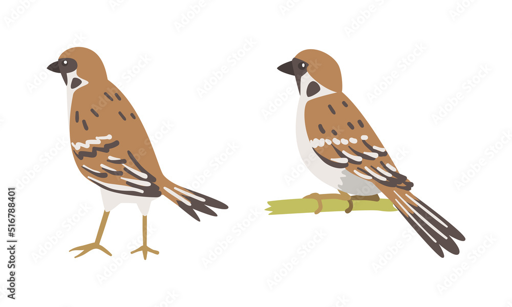 Obraz premium Sparrow as Brown and Grey Small Passerine Bird with Short Tail Perching and Standing Vector Set
