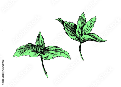 Mint leaves hand drawn vector illustration. Mint leaf design element.