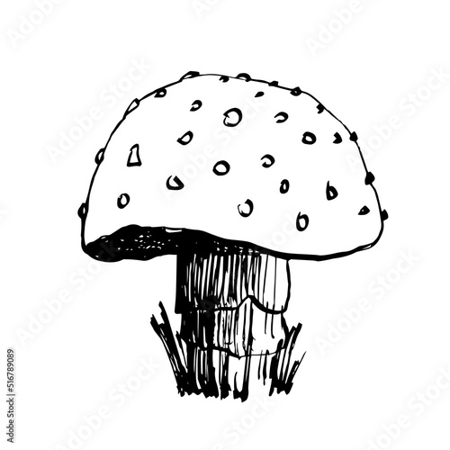 Hand drawn mushroom vector. Fungi ink illustration.