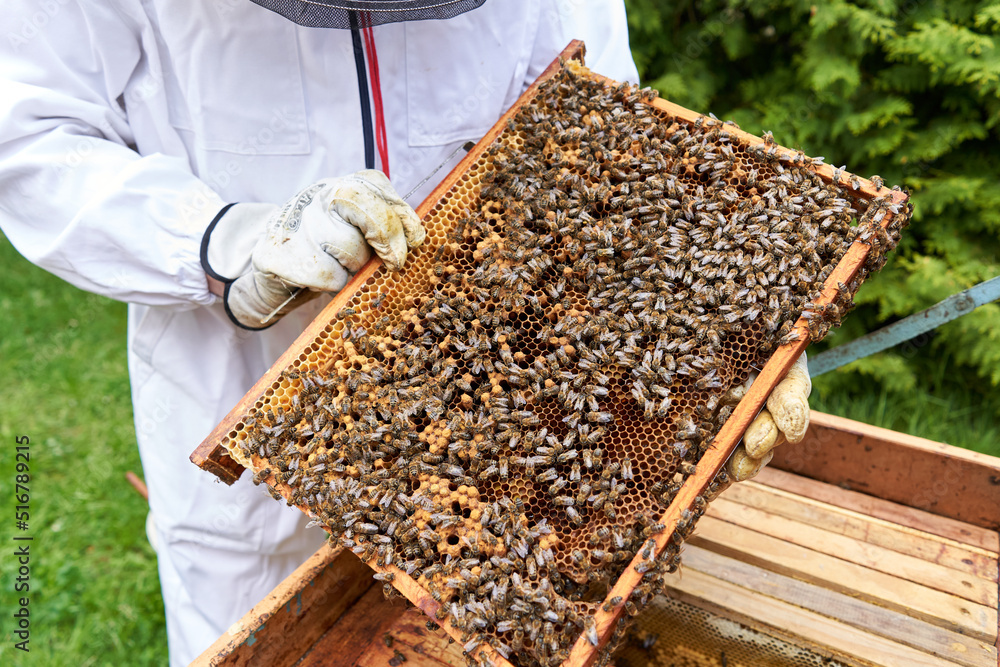 Panel of an artificial bee hive full of bees Panel of an artificial bee hive full of bees