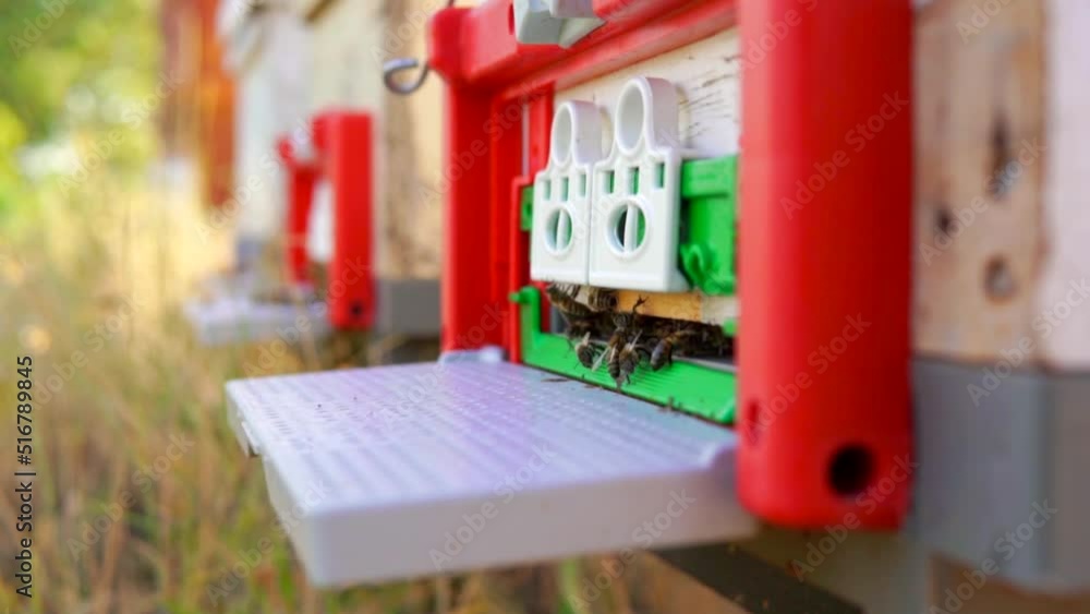 beekeeping and honeybee and agriculture and honey and honeyhive