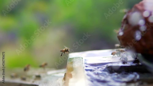 beekeeping and honeybee and agriculture and honey and honeyhive photo