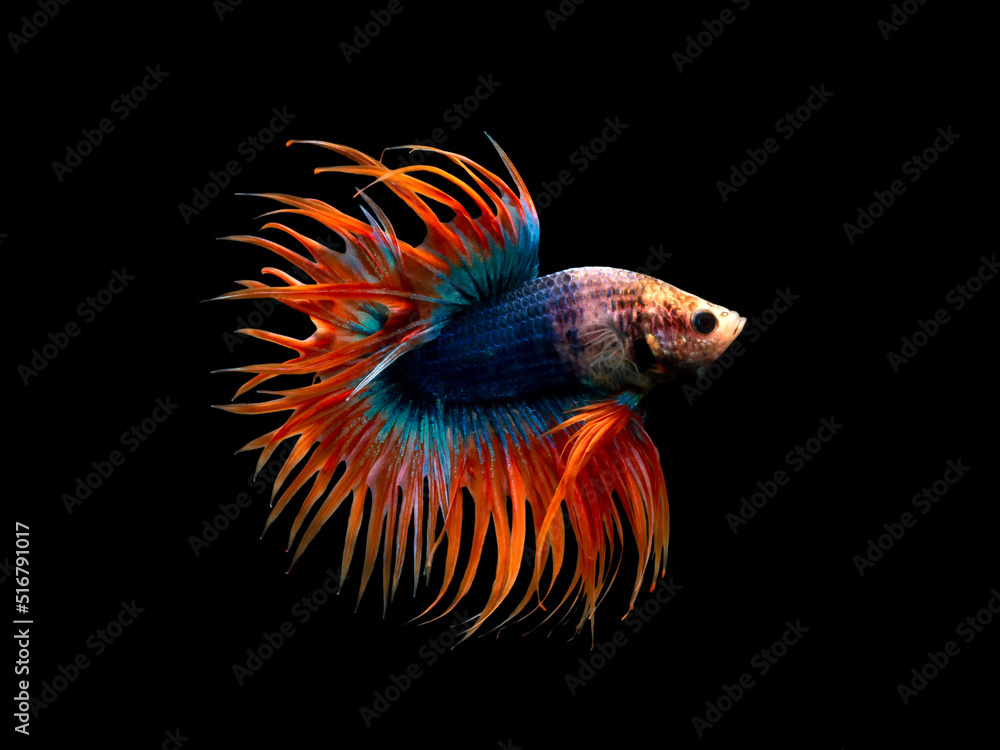 Fototapeta premium Crown Tail Betta, Siamese fighting fish, blue and orange coloured pla-kad ( biting fish) Thai betta isolated on black background with clipping path