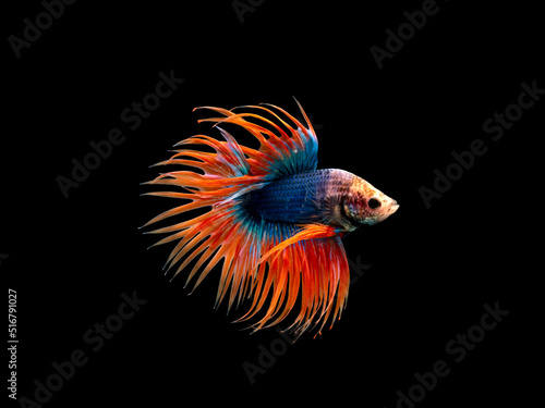 Crown Tail Betta, Siamese fighting fish, blue and orange coloured pla-kad ( biting fish) Thai betta isolated on black background with clipping path