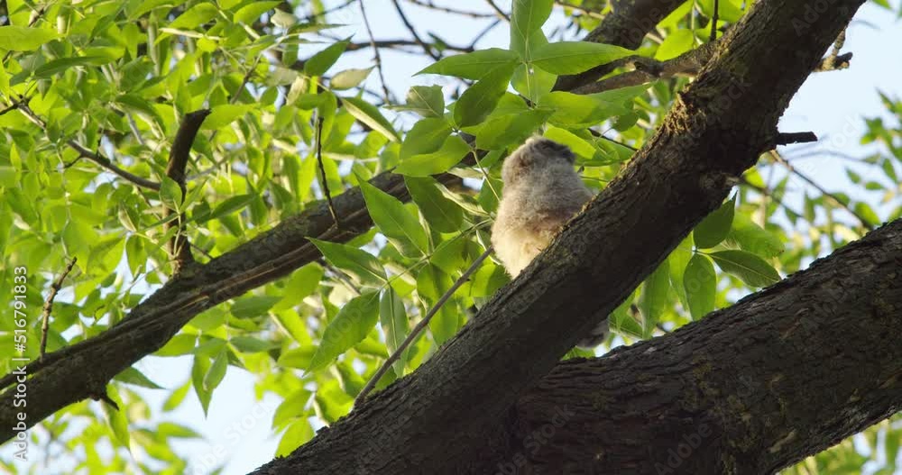Owl Sitting On A Tree And Turns His Head In Different Directions Owl Sitting On A Tree And Turns His Head In Different Directions