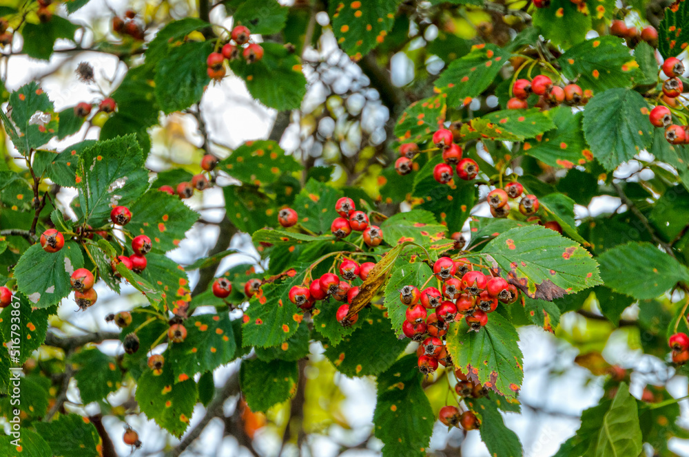 Obraz premium Hawthorn Berries In September