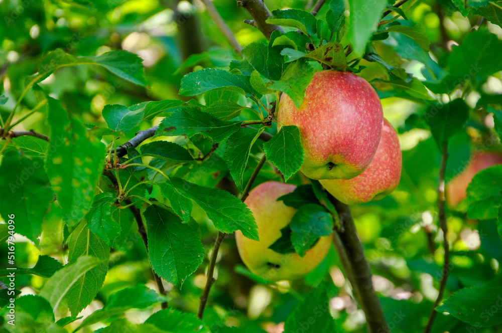 Ripe Wild Apples