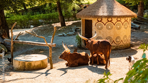 Watussi cows on a sunny summer day photo