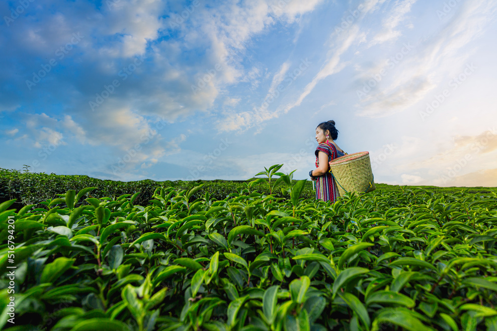 Girl picking tea leaves,Beautiful asian woman Harvesting tea leaves in the morning, tea leaves in the field of tea Girl picking tea leaves,Beautiful asian woman Harvesting tea leaves in the morning, tea leaves in the field of tea