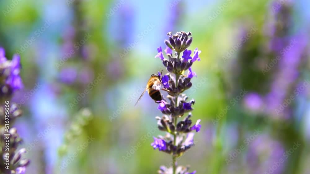 lavender and honeybee and agriculture lavender and honeybee and agriculture