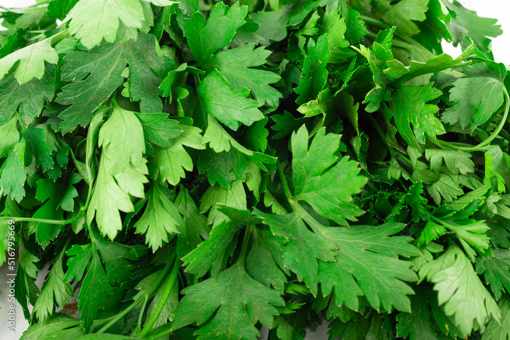 parsley bunch isolated on white background parsley bunch isolated on white background