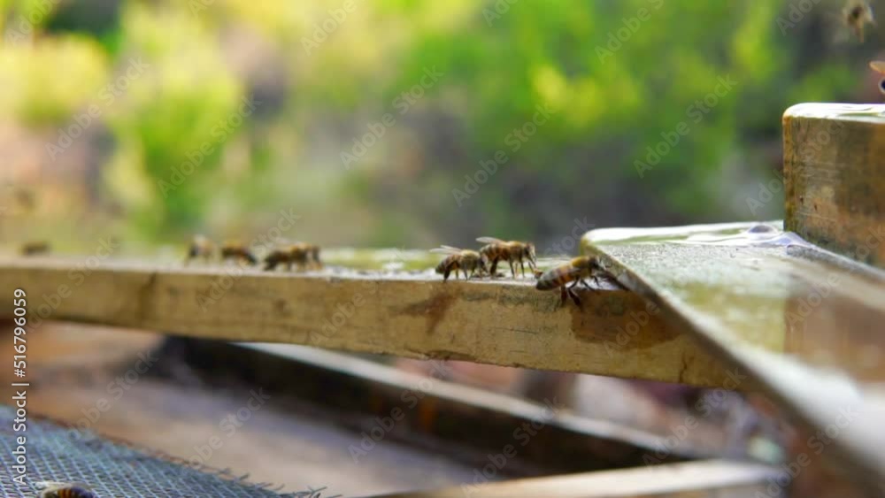 beekeeping and honeybee and agriculture and honey and honeyhive beekeeping and honeybee and agriculture and honey and honeyhive