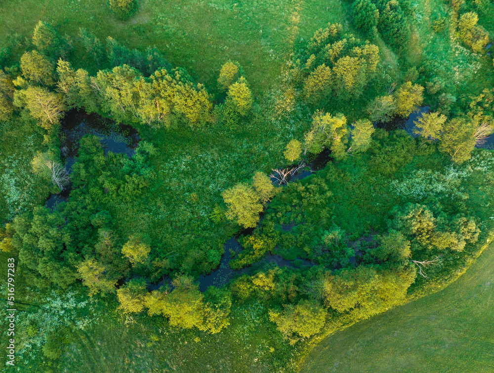 Forest with trees, view from the top. Green trees in the forest with green grass and green field, aerial view. Wildlife in green background, drone view. Forest background. Ecosystem, Environment, co2.