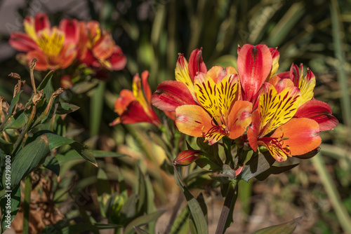 Closeup view of colorful and exotic red orange and yellow flowers of alstroemeria aka Peruvian lily or lily of the Incas blooming outdoors in garden photo